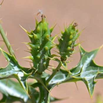Argemone gracilenta, Sonoran Pricklypoppy